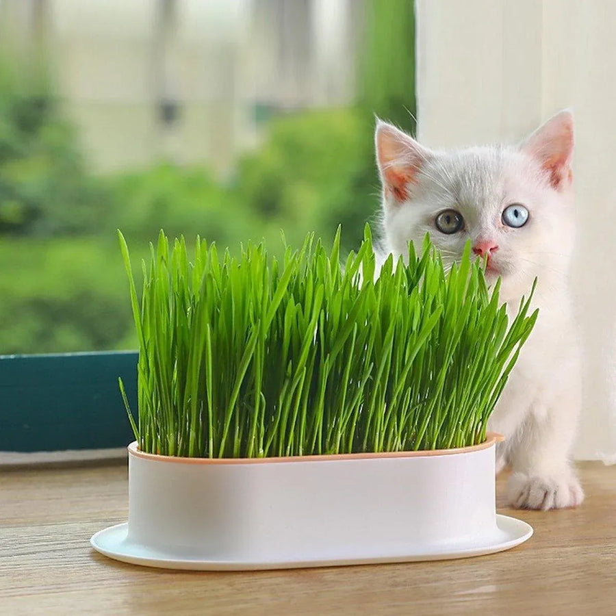 Catnip Hydroponic Box with Cat Snacks Growing Kit for Cats Fresh Catnip Bowl - Blue