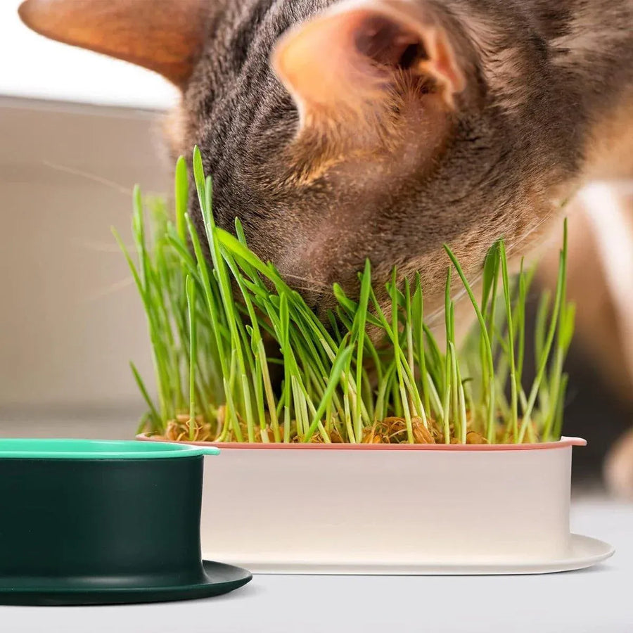 Catnip Hydroponic Box with Cat Snacks Growing Kit for Cats Fresh Catnip Bowl - Blue