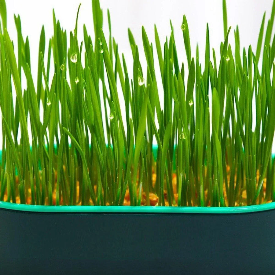 Catnip Hydroponic Box with Cat Snacks Growing Kit for Cats Fresh Catnip Bowl - Blue