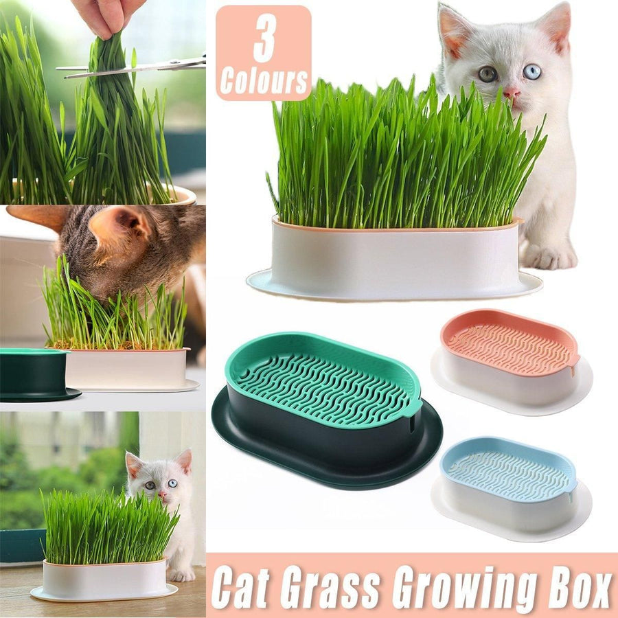 Catnip Hydroponic Box with Cat Snacks Growing Kit for Cats Fresh Catnip Bowl - Green