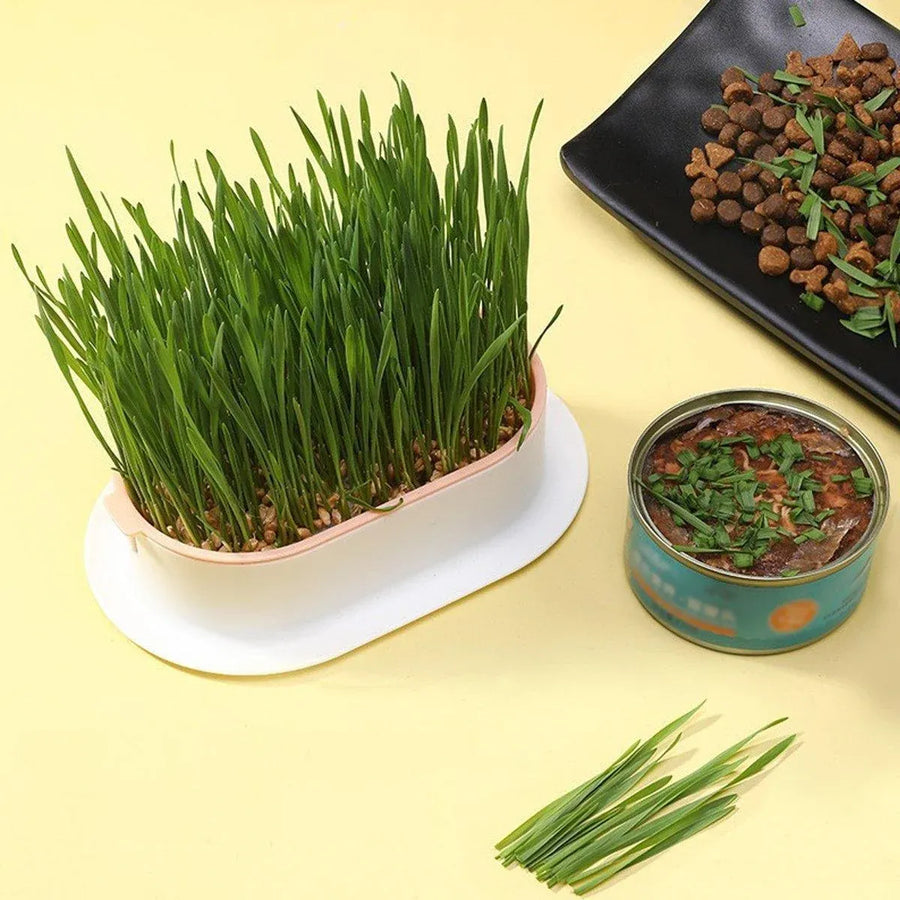 Catnip Hydroponic Box with Cat Snacks Growing Kit for Cats Fresh Catnip Bowl - Green