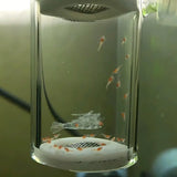 Pneumatic Crystal Shrimp Incubator CO2 Aquatic Plant Aquarium Equipment for Fish - Low Angle