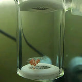 Pneumatic Crystal Shrimp Incubator CO2 Aquatic Plant Aquarium Equipment for Fish - Extra Image