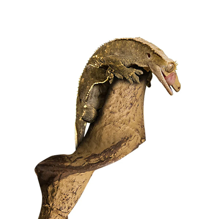 Simulated Vine Plants Reptile Habitat Terrarium Decor for Lizards and Tree Frogs