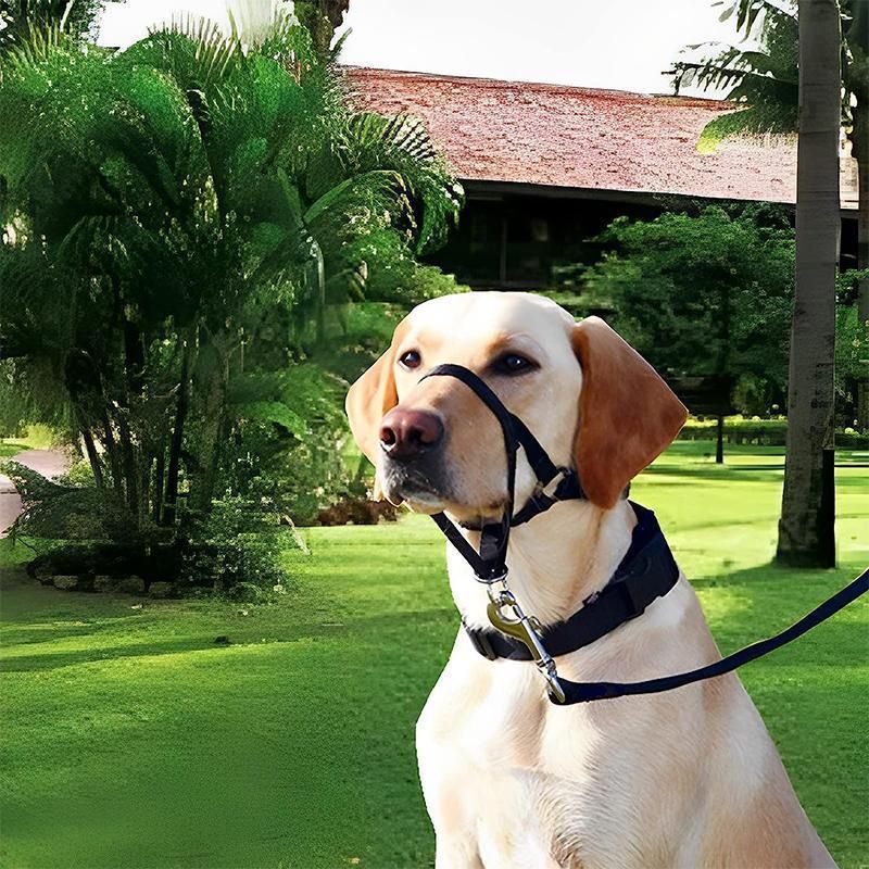 Black Dog Training Head Collar Halter Stop Pulling Training Tool Harness Strap Leader - XL