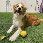 Pet Toys Dog Teething Training Toy Round Pull Ring Chew Ball Durable Play