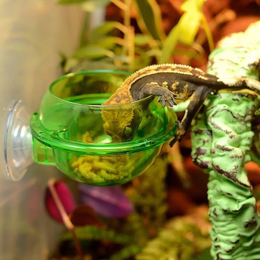 Suction Cup Reptile Feeder Anti-Escape Reptiles Water Bowl Live Fodder Container