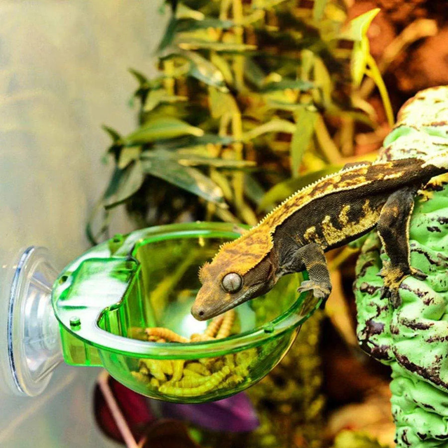 Suction Cup Reptile Feeder Anti-Escape Reptiles Water Bowl Live Fodder Container