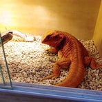 1-Bag Reptile Habitat Bedding Granules
