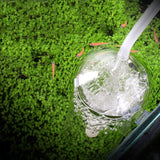 Aquarium Oxygen Diffuser Glass Bubble Stone CO2 Aquatic Plant Tank Oxygenator - Rear View