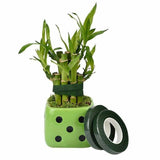 2PCS Green Floral Tape for DIY Craft Flower Wrapping and Bouquet Stems 240cm - Top-Down View