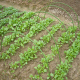 6PCS Greenhouse Plant Hoops Garden Tunnel Support for Row Covers and Netting - Top-Down View