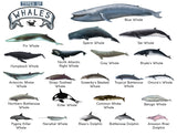 TYPES OF WHALES A4 Matte Laminated Poster Print Fish - 210mm x 297mm - Front View