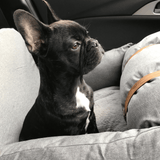 Premium Dog Booster Seat for Small Pets - Rear View