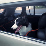 iBuddy Dog Seat Cover Car Hammock w/ Mesh Window & Dog Seat Belt - Extra Image
