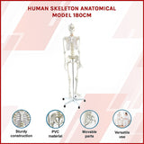 Human Skeleton Anatomical Model 180cm - Side View