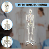 Human Skeleton Anatomical Model 180cm - Low Angle