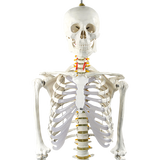 Human Skeleton Anatomical Model 180cm - Top-Down View