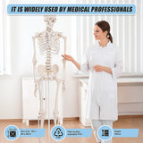 Human Skeleton Anatomical Model 180cm - Extra Image