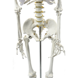 Human Skeleton Anatomical Model 180cm - Rear View