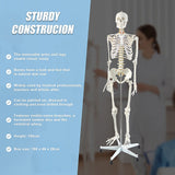 Human Skeleton Anatomical Model 180cm - Extra Image