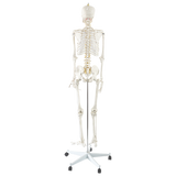 Human Skeleton Anatomical Model 180cm - Close-Up Angle