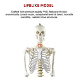 Human Skeleton Anatomical Model 180cm - Extra Image