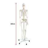 Human Skeleton Anatomical Model 180cm - Extra Image
