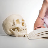 Life Size Anatomical Deluxe Human Skull Model Medical Skeleton Anatomy Replica - Front View
