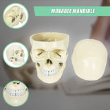 Life Size Anatomical Deluxe Human Skull Model Medical Skeleton Anatomy Replica - Extra Image