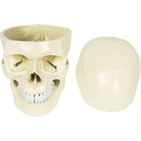 Life Size Anatomical Deluxe Human Skull Model Medical Skeleton Anatomy Replica - Top-Down View