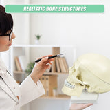 Life Size Anatomical Deluxe Human Skull Model Medical Skeleton Anatomy Replica - Extra Image