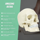 Life Size Anatomical Deluxe Human Skull Model Medical Skeleton Anatomy Replica - Extra Image