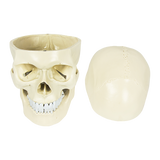Life Size Anatomical Deluxe Human Skull Model Medical Skeleton Anatomy Replica - 45-Degree Angle