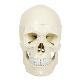 Life Size Anatomical Deluxe Human Skull Model Medical Skeleton Anatomy Replica - Rear View