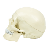 Life Size Anatomical Deluxe Human Skull Model Medical Skeleton Anatomy Replica - Extra Image