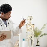 Anatomical 85cm Tall Human Skeleton with Stand Model - Medical Anatomy - Front View