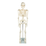 Anatomical 85cm Tall Human Skeleton with Stand Model - Medical Anatomy