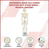 Anatomical 85cm Tall Human Skeleton with Stand Model - Medical Anatomy - Side View