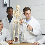 Anatomical 85cm Tall Human Skeleton with Stand Model - Medical Anatomy