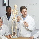 Anatomical 85cm Tall Human Skeleton with Stand Model - Medical Anatomy - Rear View