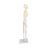 Anatomical 85cm Tall Human Skeleton with Stand Model - Medical Anatomy - 45-Degree Angle
