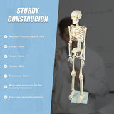 Anatomical 85cm Tall Human Skeleton with Stand Model - Medical Anatomy - Extra Image