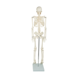 Anatomical 85cm Tall Human Skeleton with Stand Model - Medical Anatomy - Close-Up Angle