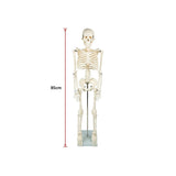 Anatomical 85cm Tall Human Skeleton with Stand Model - Medical Anatomy - Extra Image