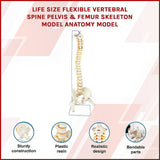 Life Size Flexible Spine Pelvis & Femur Model – Anatomical Skeleton Display