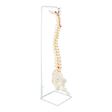 Life Size Flexible Spine Pelvis & Femur Model – Anatomical Skeleton Display