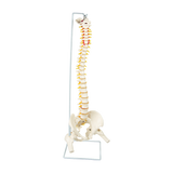 Life Size Flexible Vertebral Spine Pelvis & Femur Skeleton Model Anatomy Model - Close-Up Angle