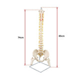 Life Size Flexible Spine Pelvis & Femur Model – Anatomical Skeleton Display