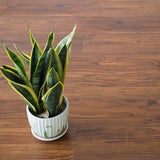 Vinyl Floor Tiles Self Adhesive Flooring Walnut Wood Grain 16 Pack 2.3SQM - Front View